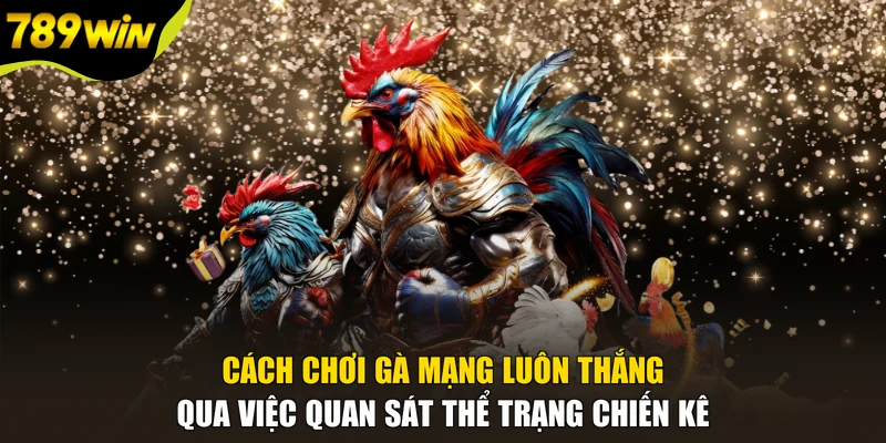 Cách chơi gà mạng luôn thắng qua việc quan sát thể trạng chiến kê